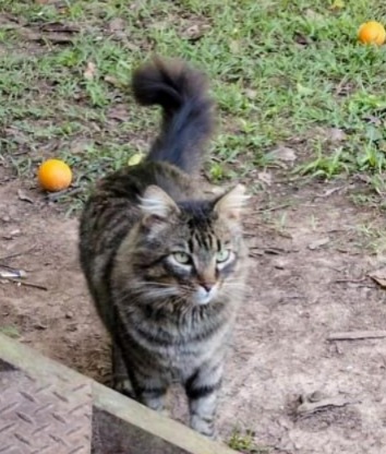 Gato pai